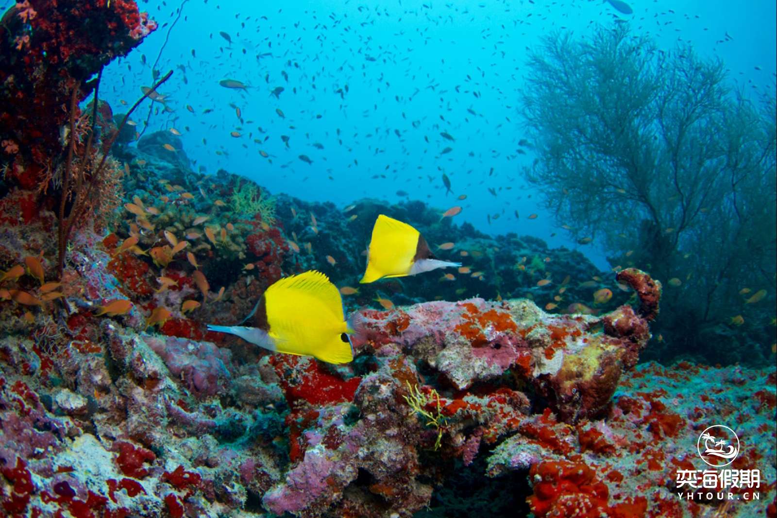 cocodive_8300-(1)__large.jpg