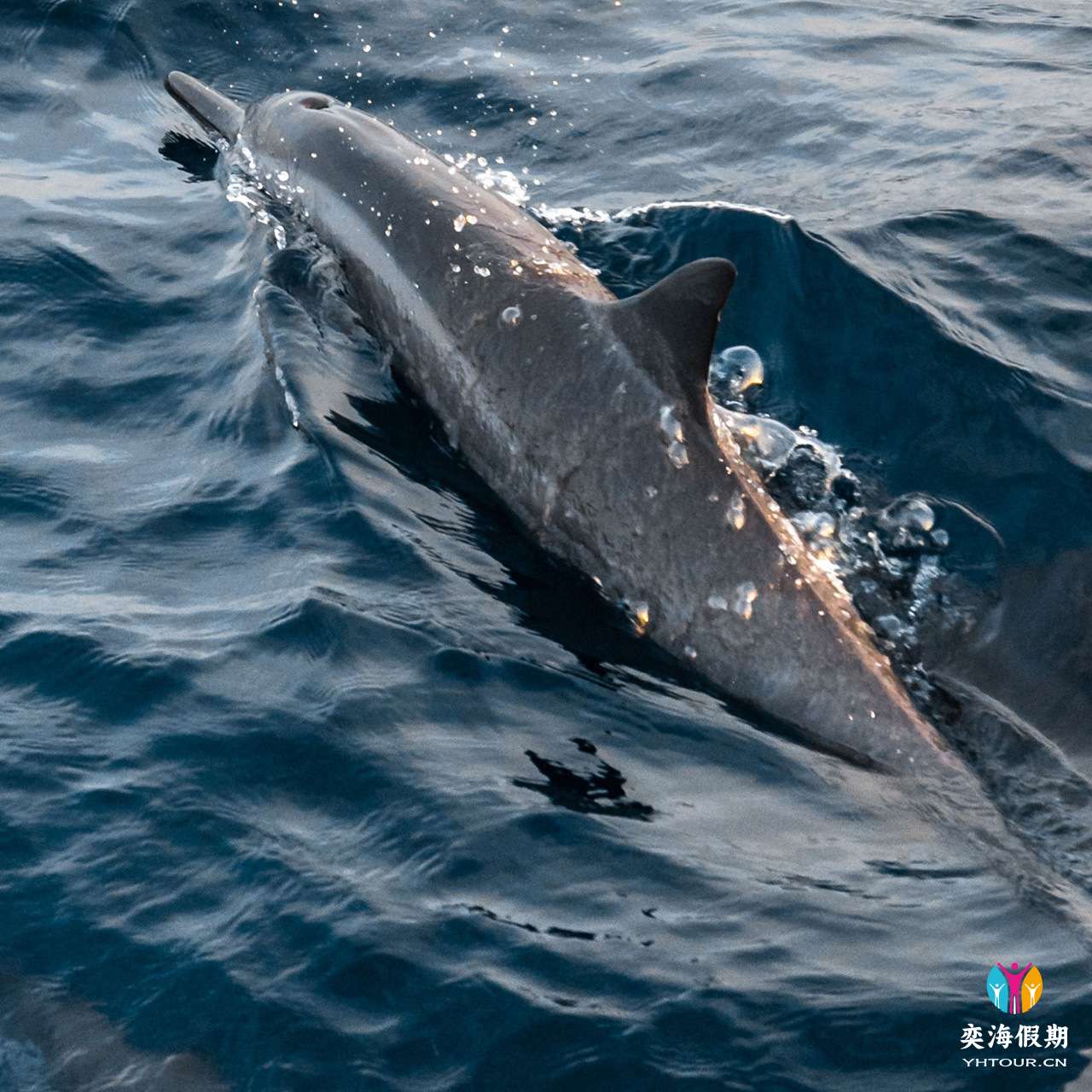 Cruises-and-Fishing.jpg