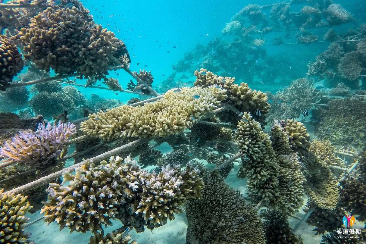 mlesi-rescued-coral-colonies-0055-hor-clsc.webp (1).jpg