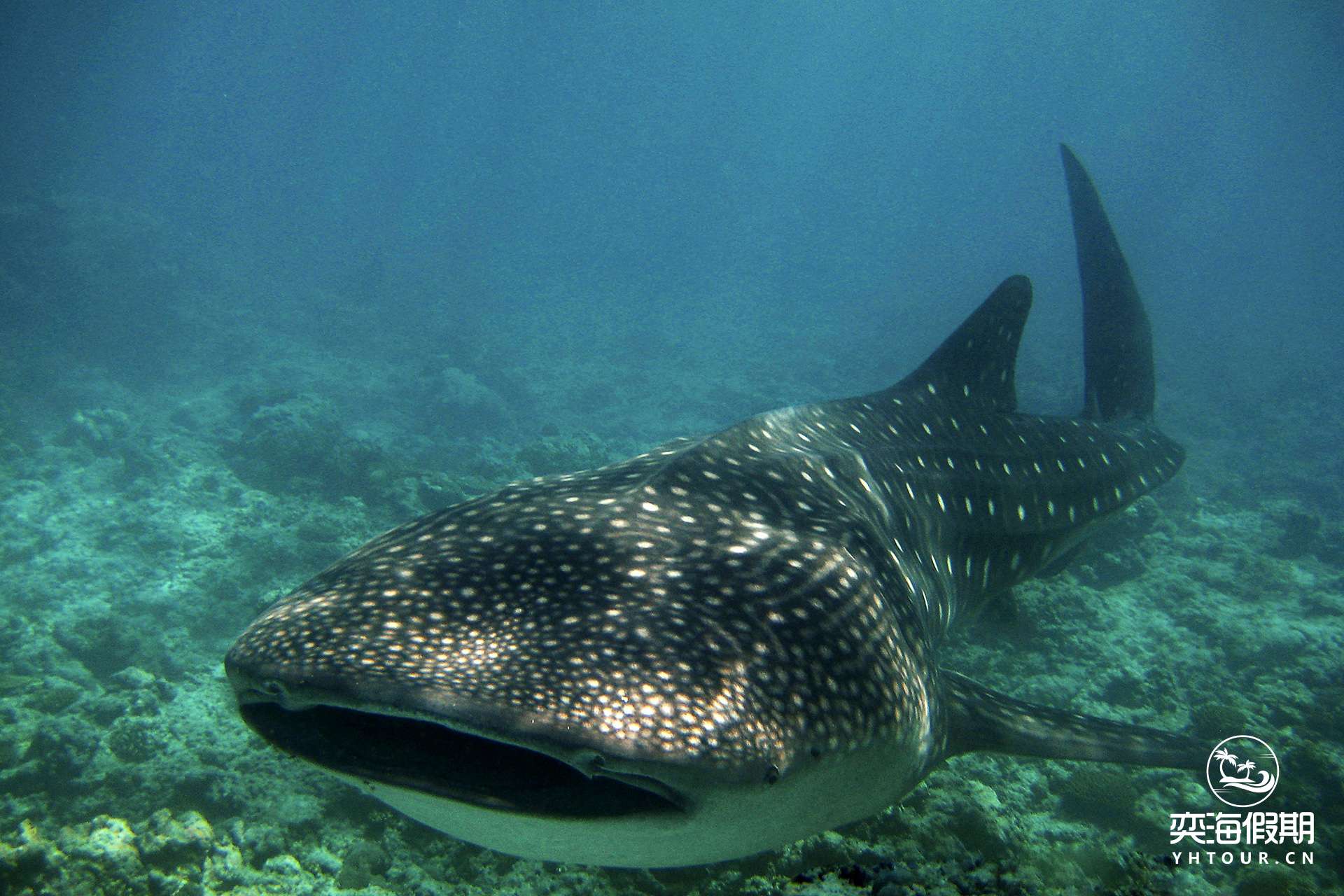 CIRM-Diving_09.jpg