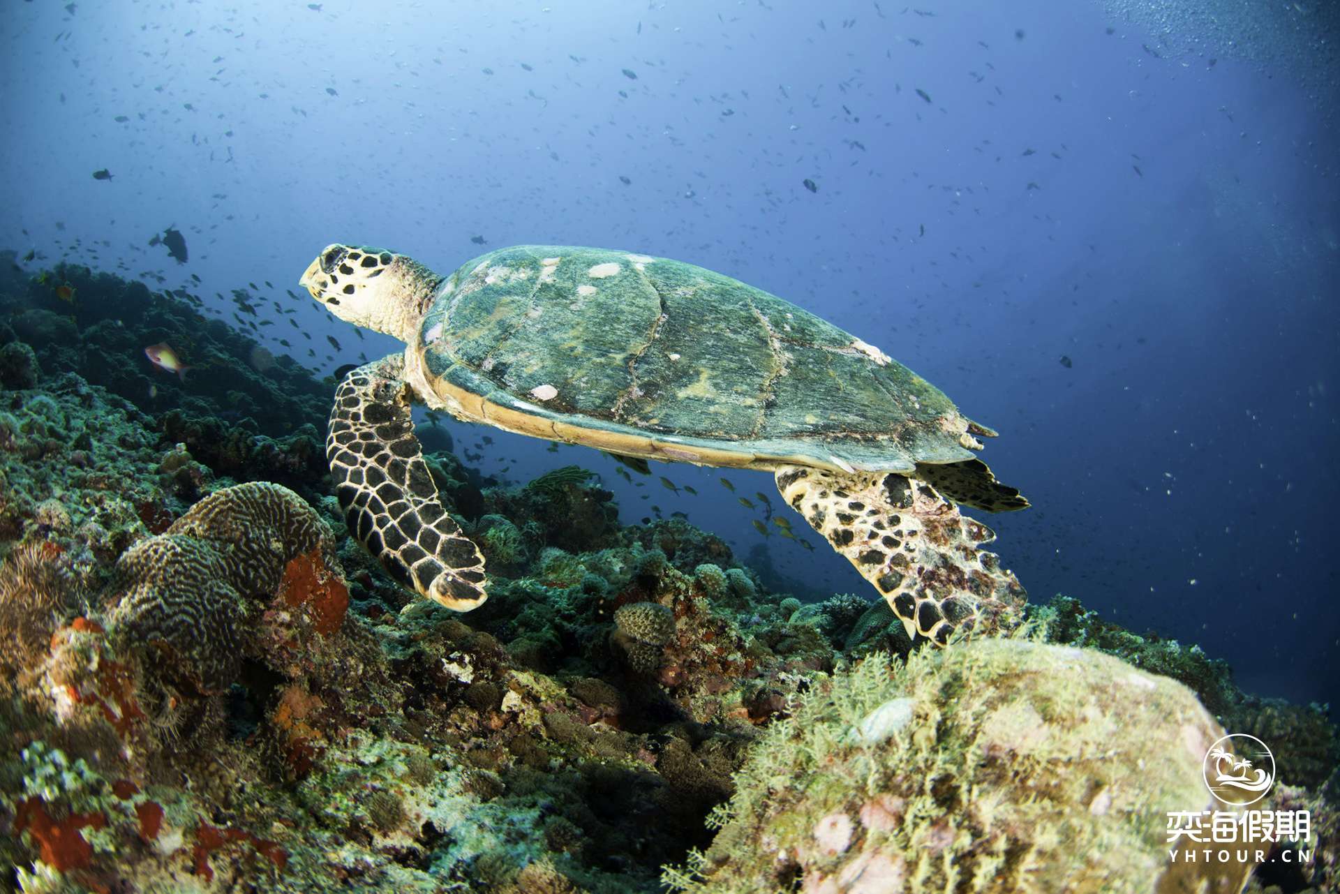 CIRM-Diving_17.jpg