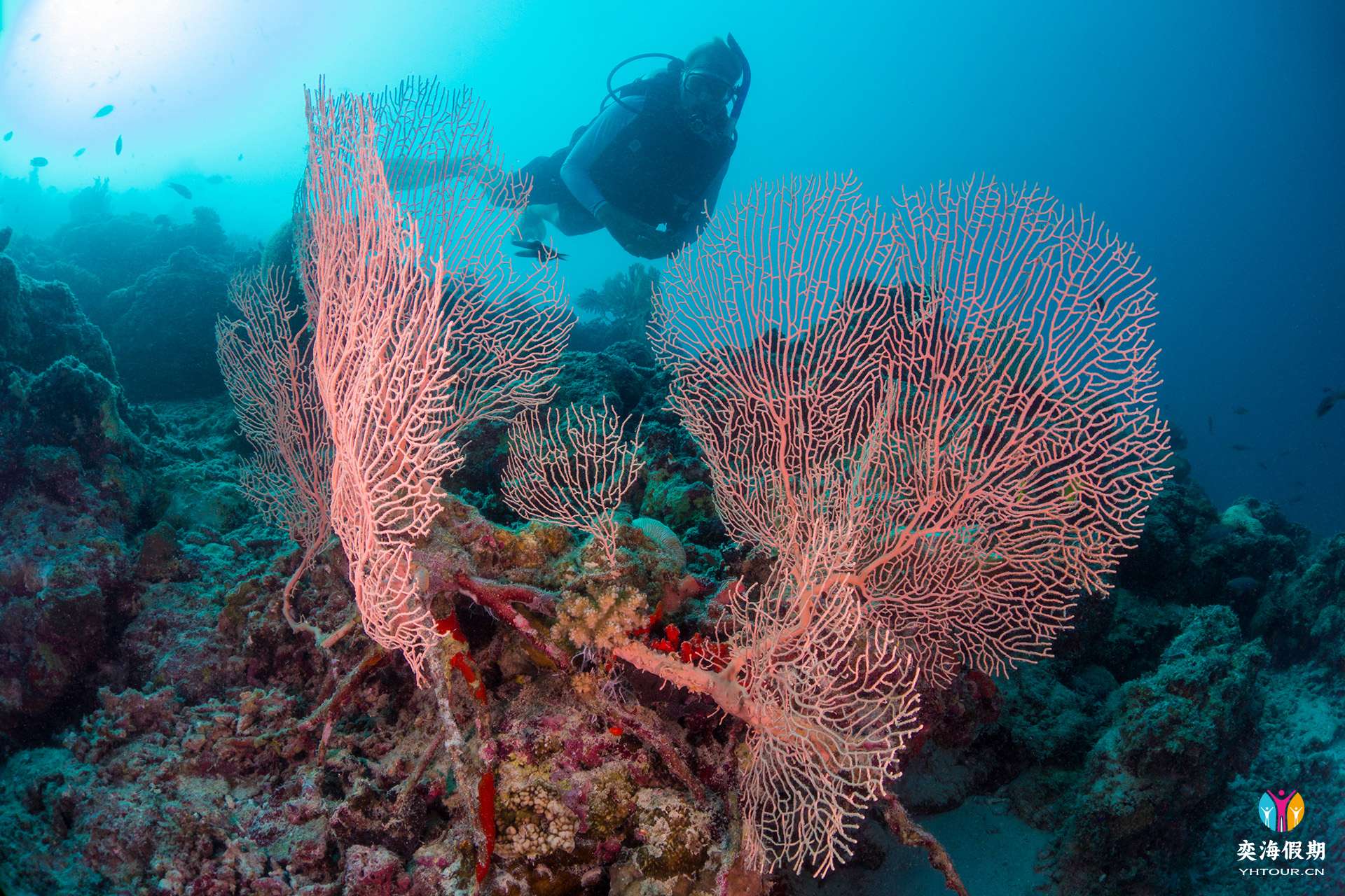 Milaidhoo Maldives underwater house reef (17).jpg