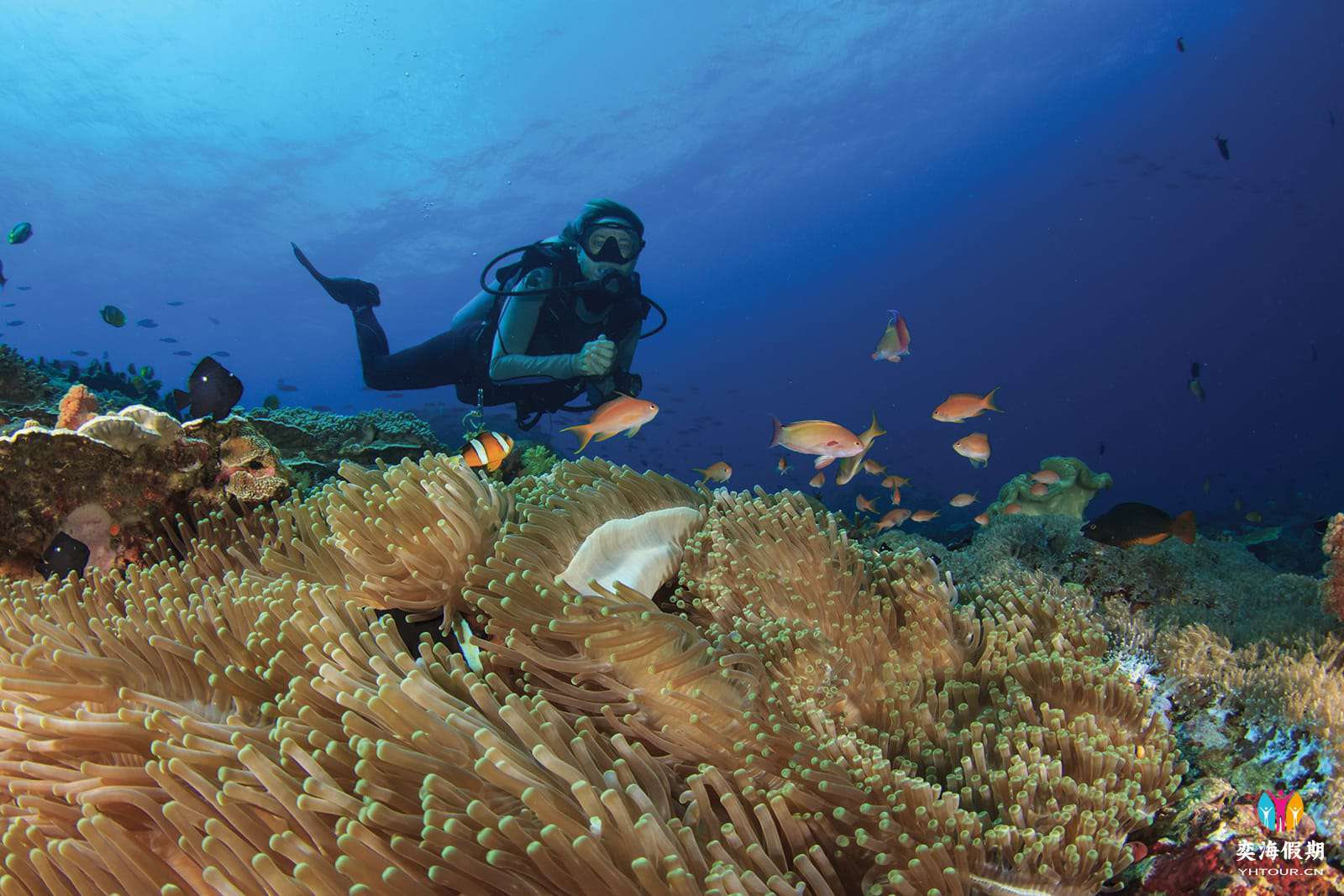 Diving.jpg