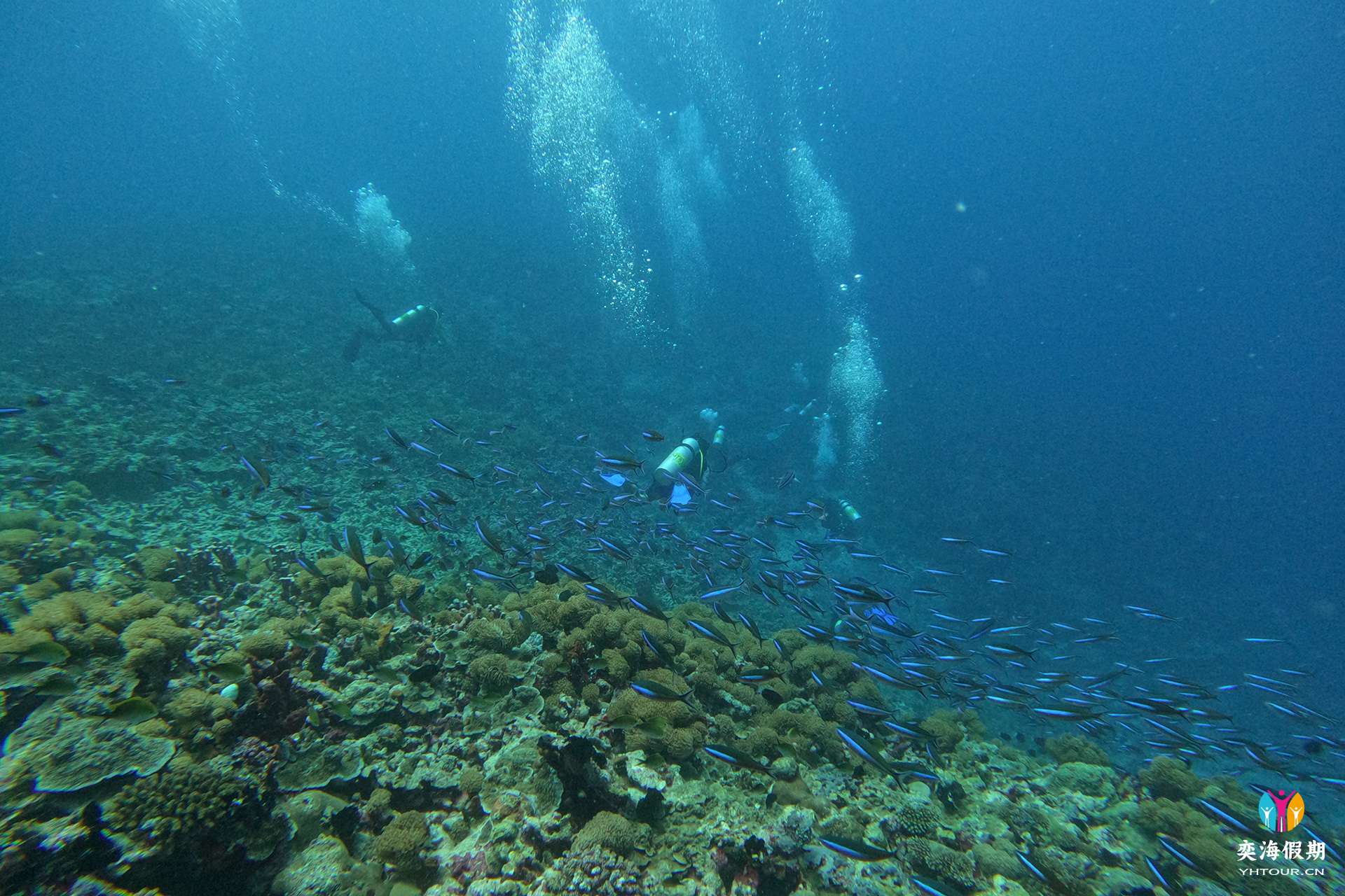 Diving.jpg