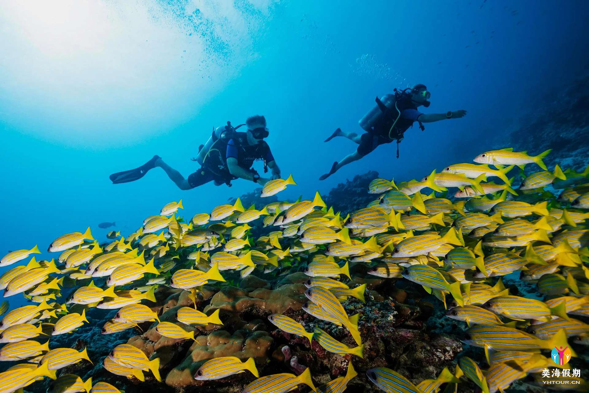 diving.jpg