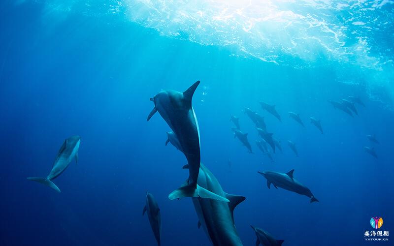 img_dolphin_tour.jpg