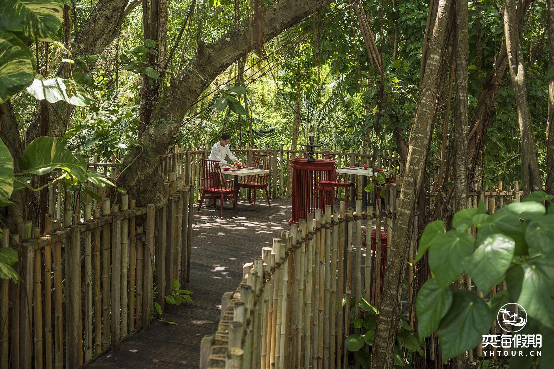 Treetop at Nest.jpg