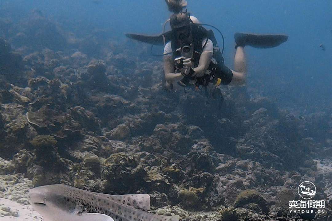 diving.jpg