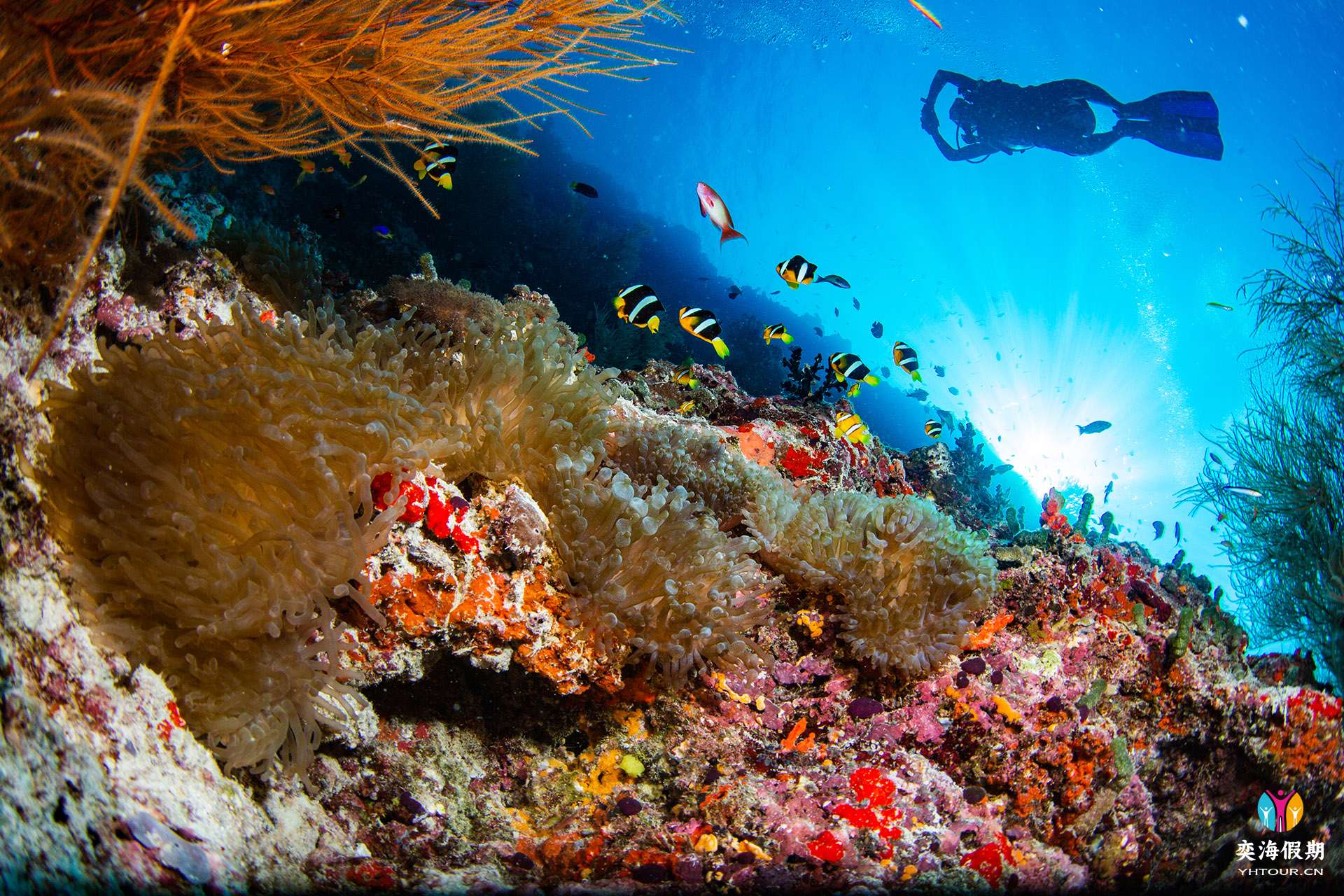 Noku-Diving (47 von 50).jpg