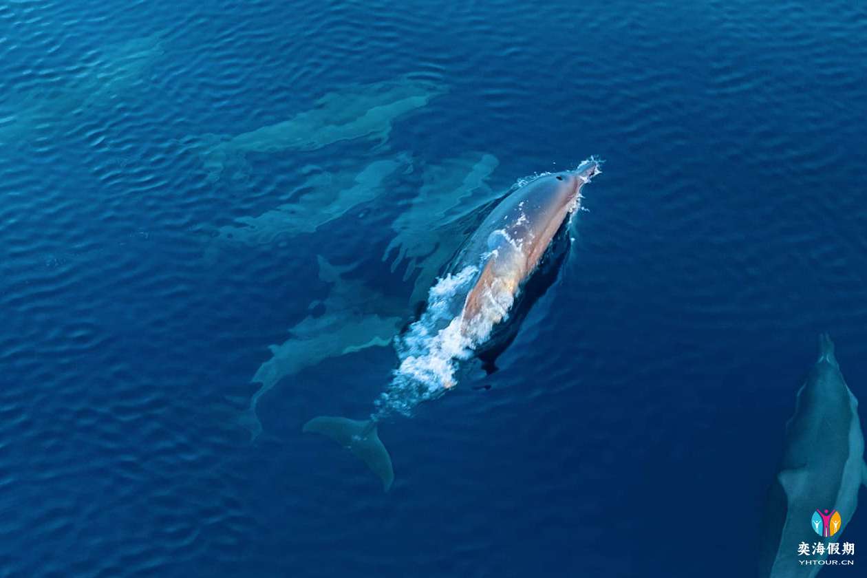 gallery-experiences-dolphins.jpg