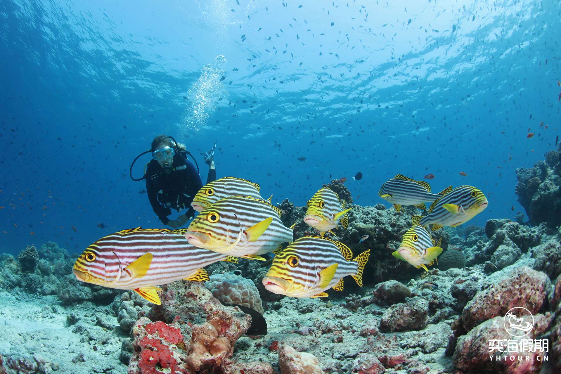 Colourful Fish 4.jpg