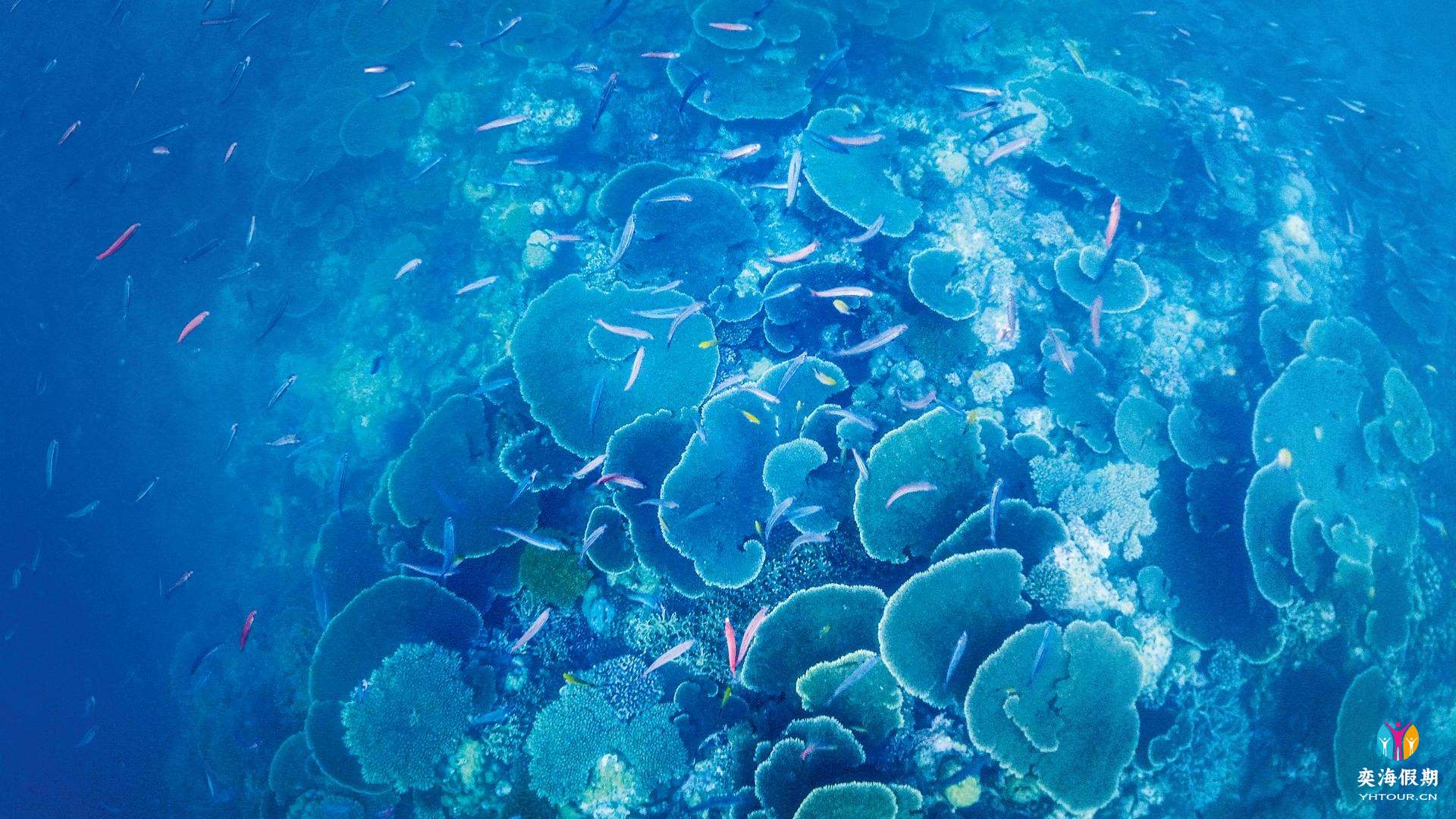diving TUI BLUE Olhuveli Romance6.jpg