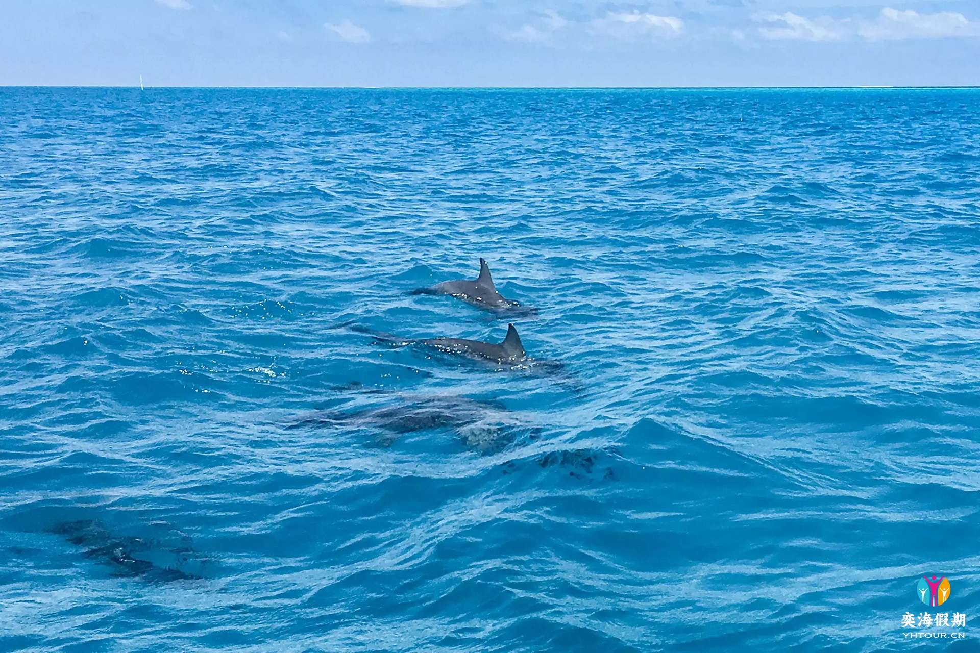 dolphin.jpg
