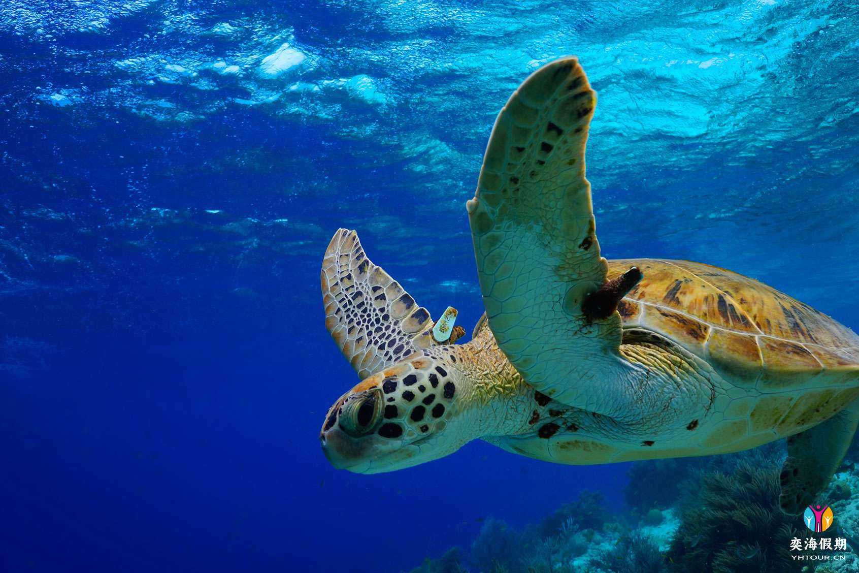 turtle2-c4b674b3c8d0.jpg