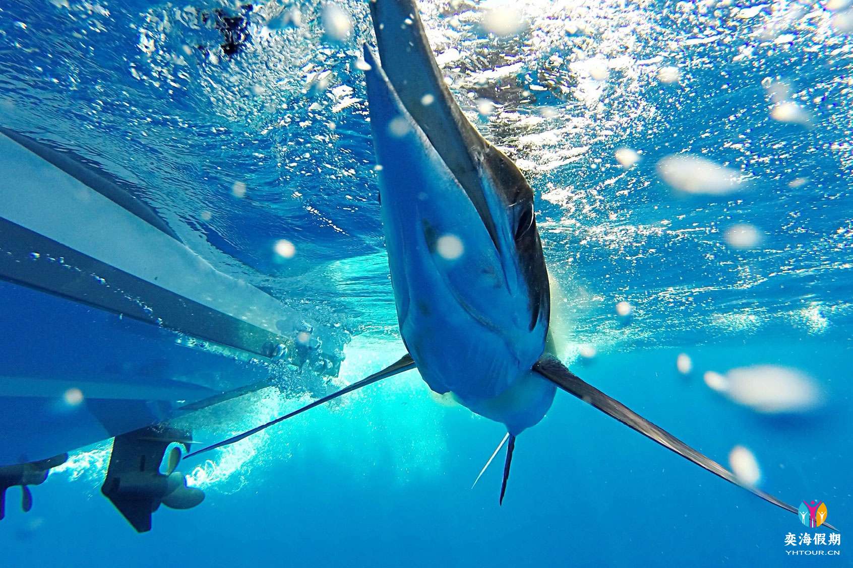 marlin2.jpg