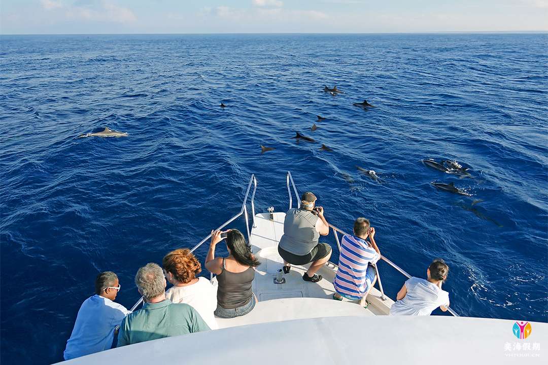 dolphine.jpg