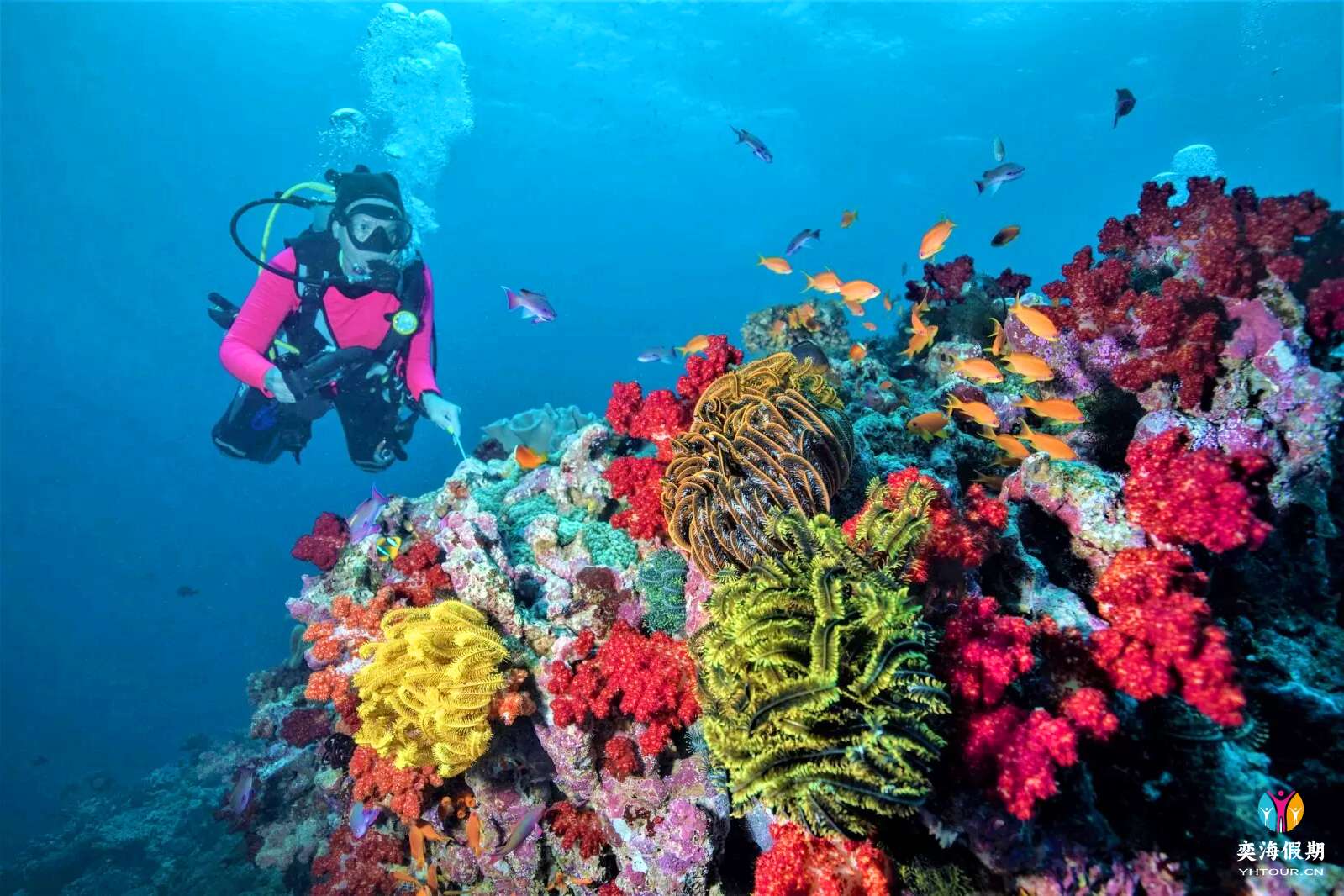 beqa dive fiji1.webp.jpg