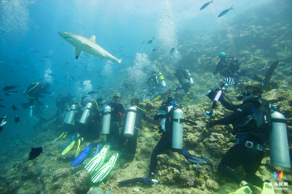 beqa dive fiji3.jpg