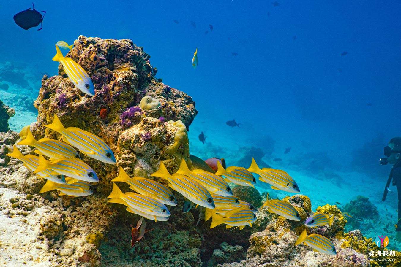 scuba-diving.jpg