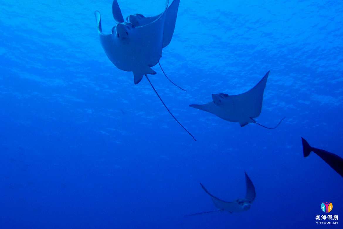 gangehi-diving-16.jpg