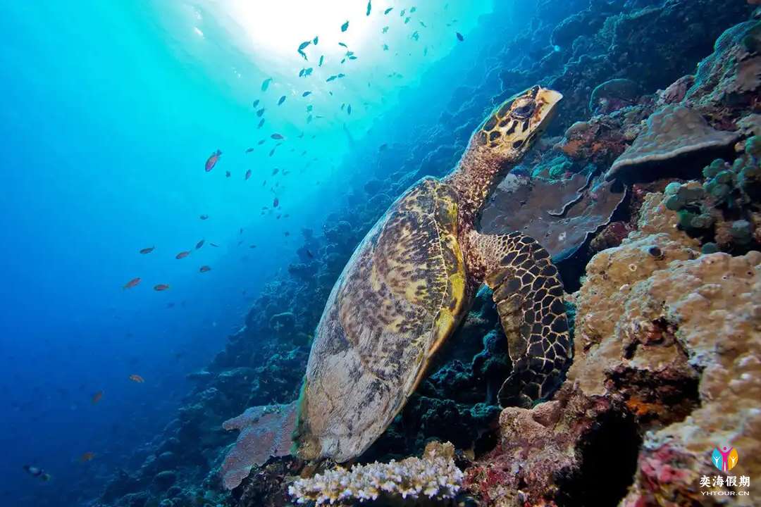 snorkelling.webp.jpg