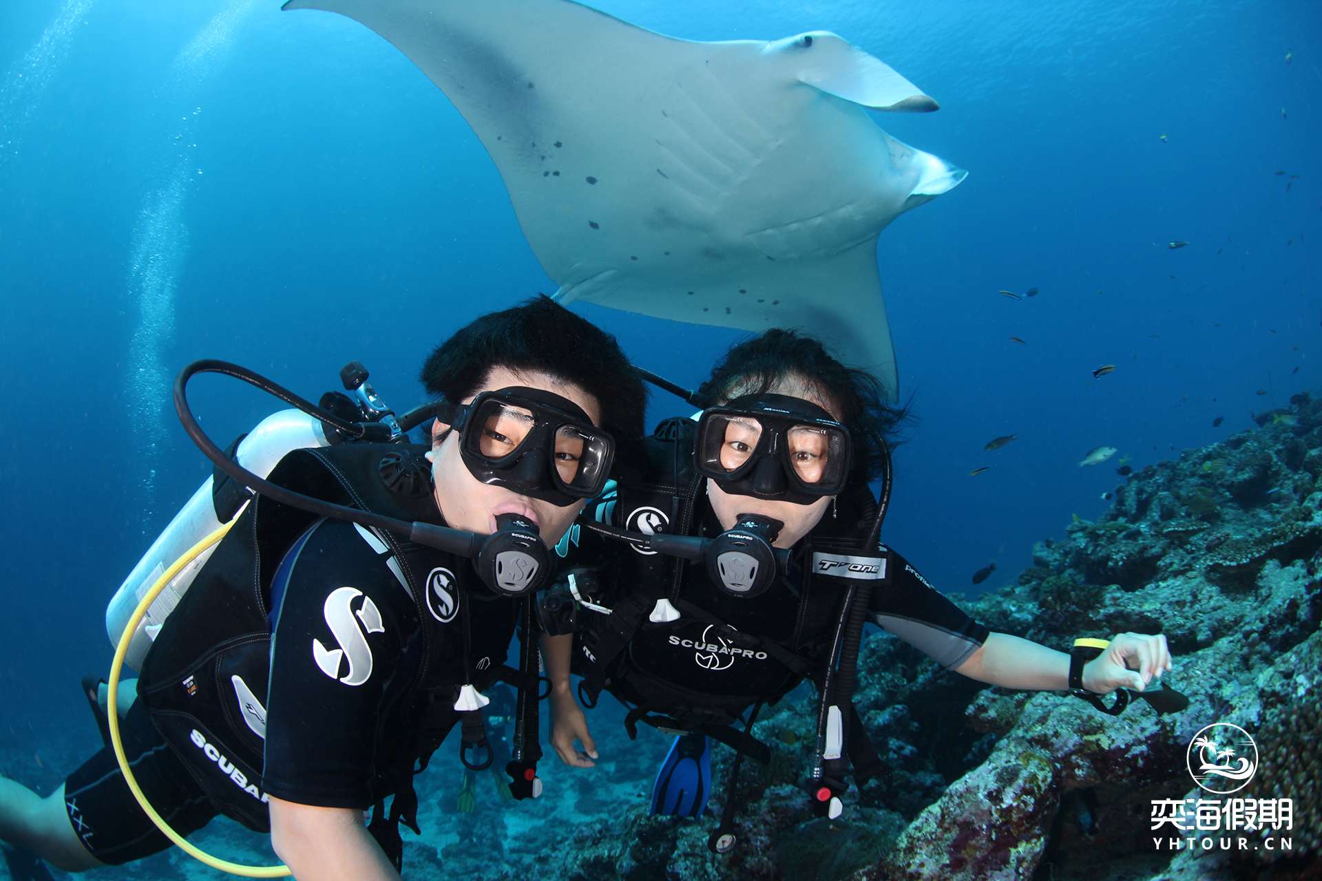 Manta Ray 3.jpg