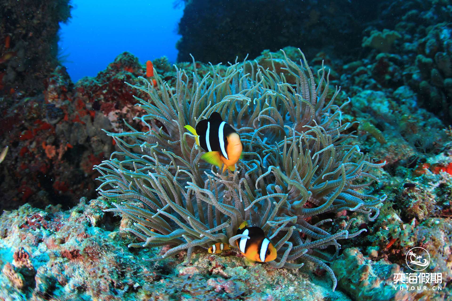 Colourful Fish 9.jpg