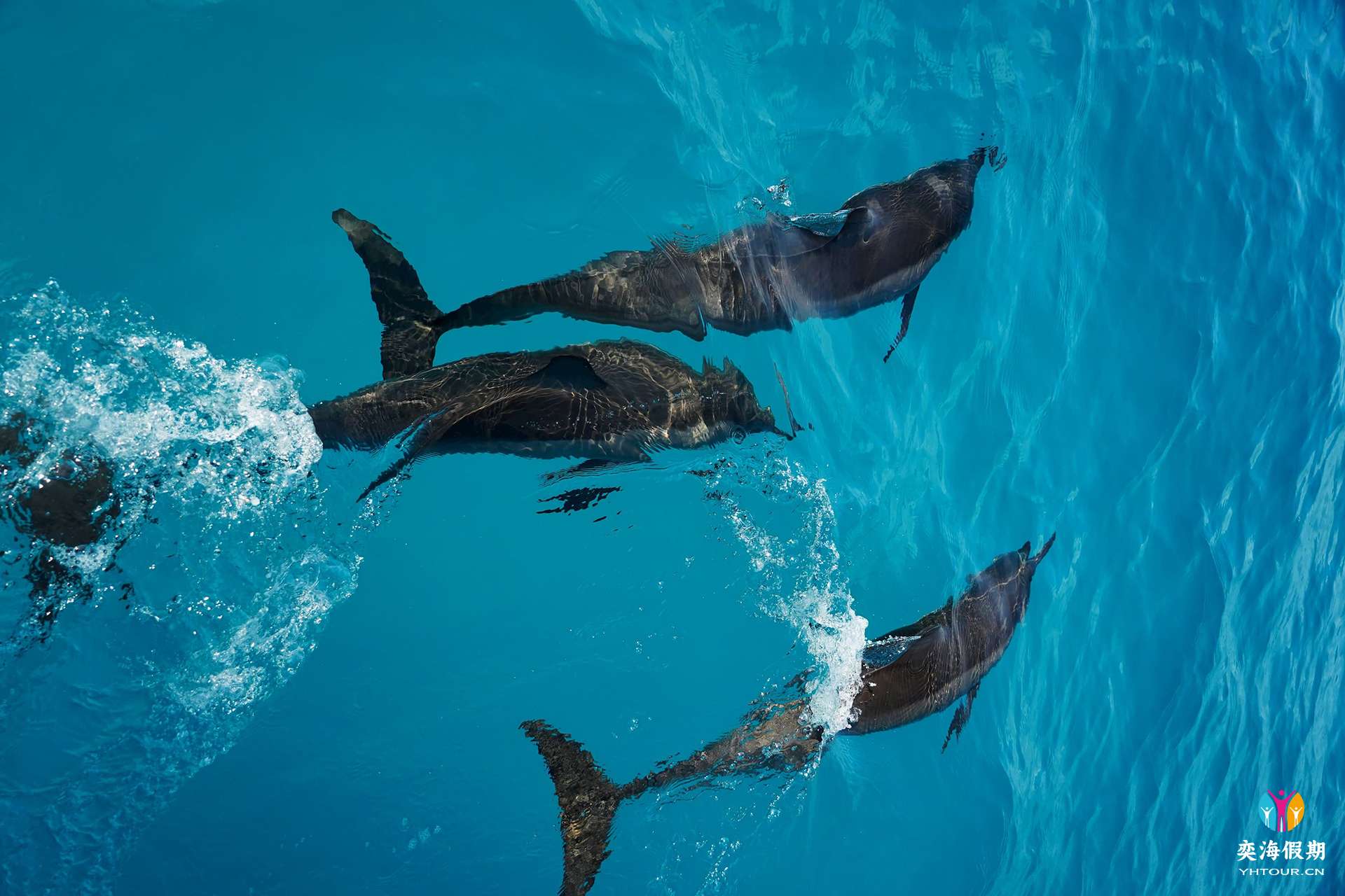 出海活动Dolphin Adventure.jpg