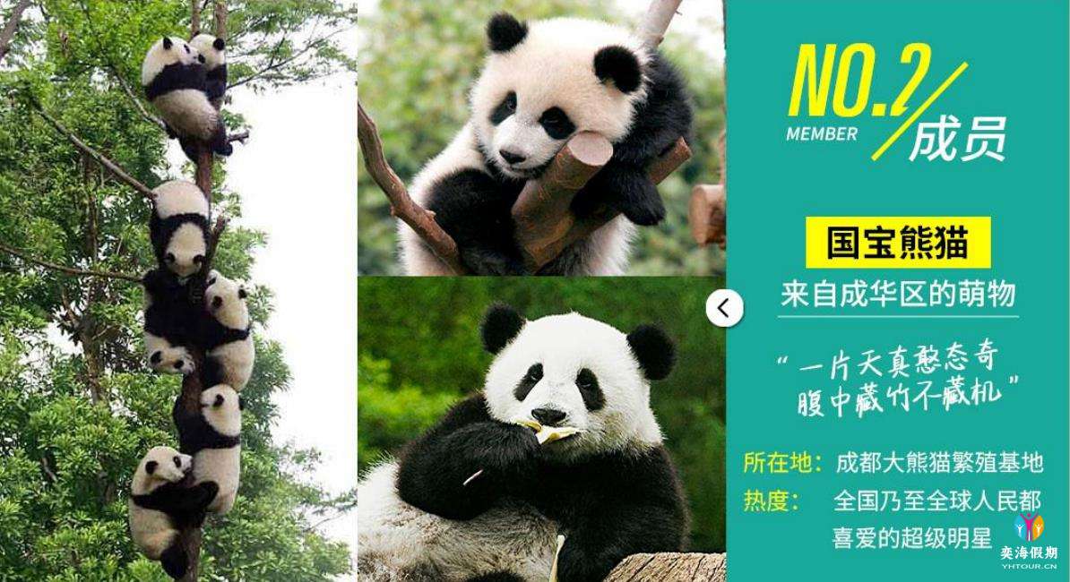 熊猫.jpg