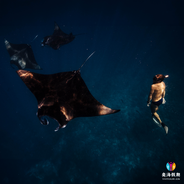 Swimming with Manta Rays.png